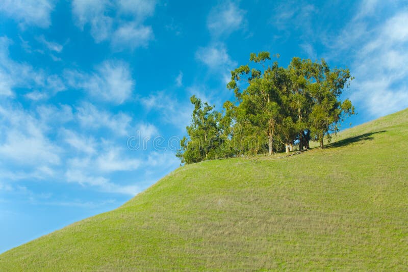 Bäume auf grünem Gras mit blauem Himmel stockbilder