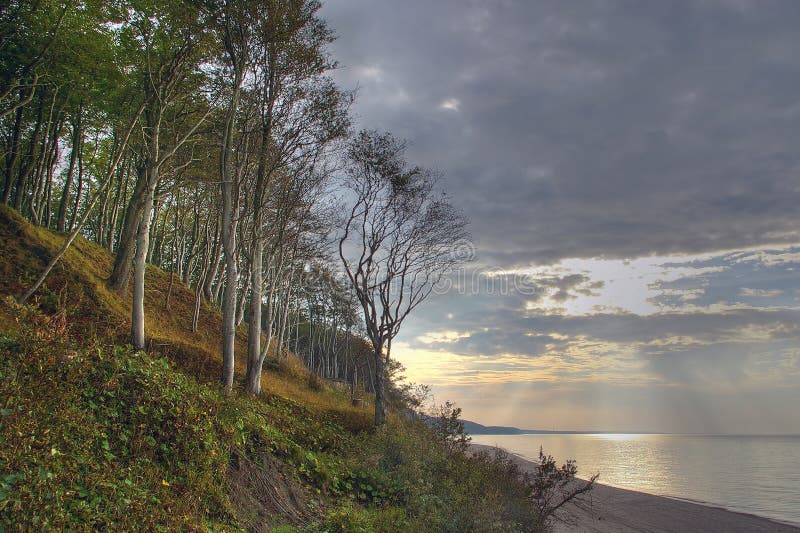 Bäume in dem Meer, Sonnenuntergang. lizenzfreie stockfotografie Bäume in dem Meer, Sonnenuntergang. lizenzfreie stockfotografie