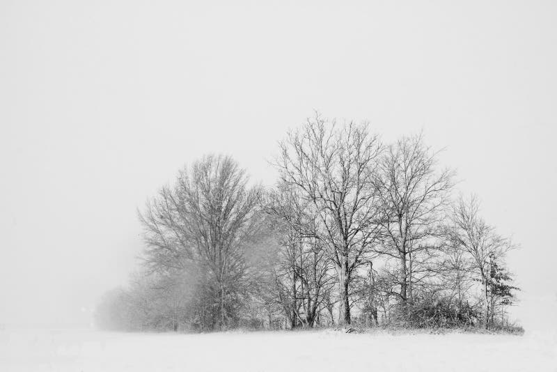 Bäume in einem Schneesturm