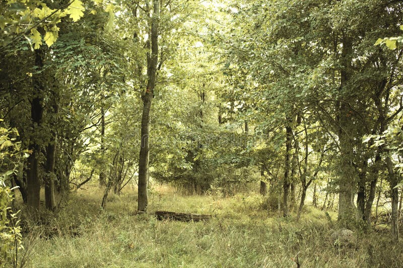 Bäume im Freien und Umgebung mit Landschaft Natur und Erde Tag mit Ökosystem. Leere Landschaft und Sonne in lizenzfreie stockfotos