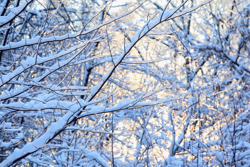 Bäume im Schnee am Winter