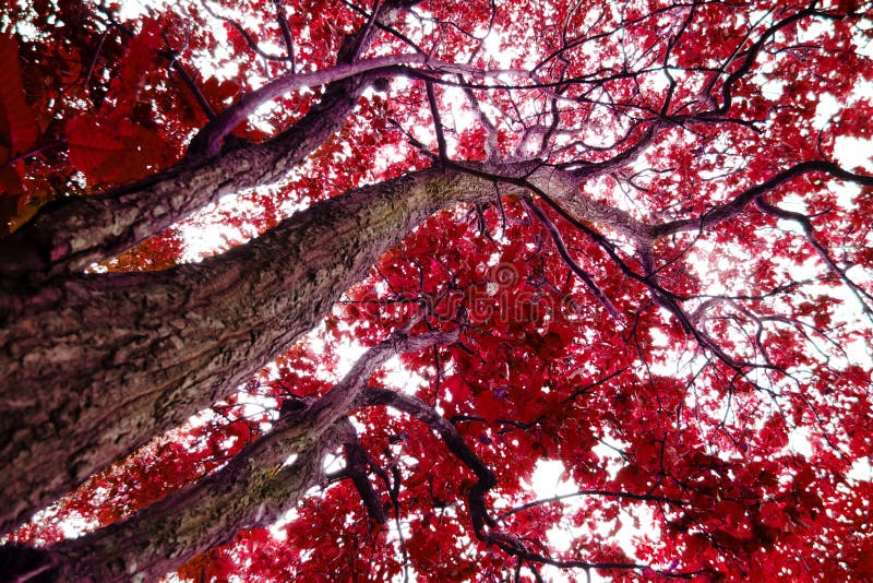 Bäume mit roten Blättern stockbild. Bild von laub, blatt 38096335