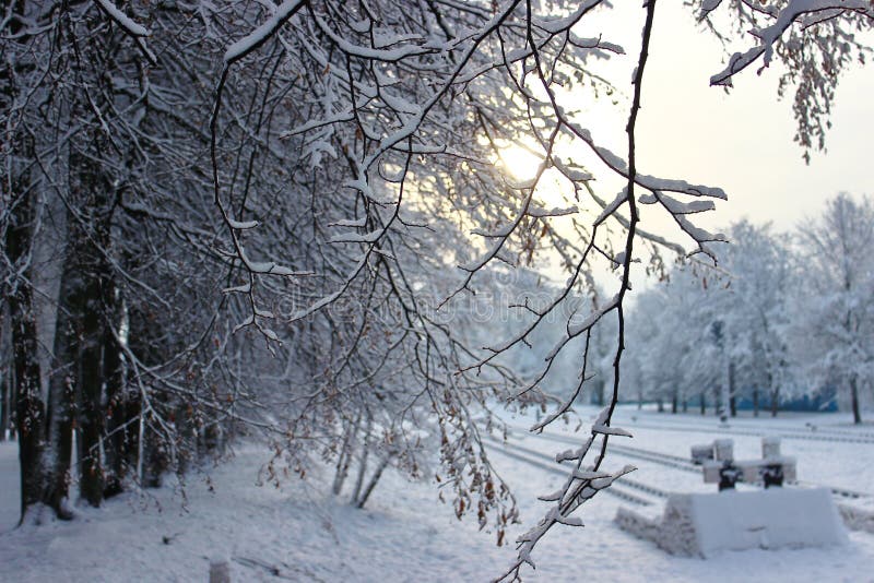 Bäume mit Schneekappen Grundlegende Elemente werden gruppiert Gefrorene Luft Blauer Himmel unter Bäumen Zweige mit Schnee Hoarfro stockfotografie Bäume mit Schneekappen Grundlegende Elemente werden gruppiert Gefrorene Luft Blauer Himmel unter Bäumen Zweige mit Schnee Hoarfro stockfotografie