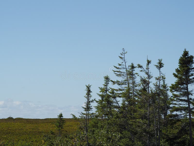 Bäume und heller blauer Himmel lizenzfreie stockfotografie Bäume und heller blauer Himmel lizenzfreie stockfotografie