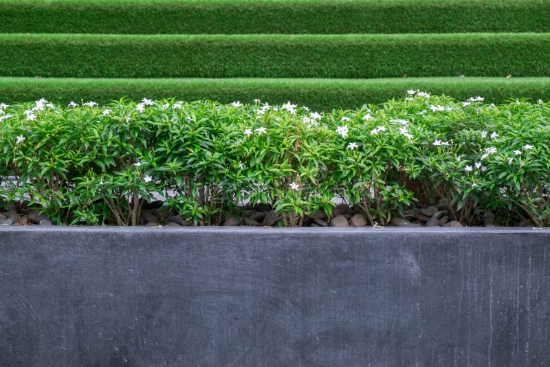 Bäume und kleine weiße Blumen in großen konkreten oder Marmortöpfen parken öffentlich lizenzfreie stockfotos Bäume und kleine weiße Blumen in großen konkreten oder Marmortöpfen parken öffentlich lizenzfreie stockfotos