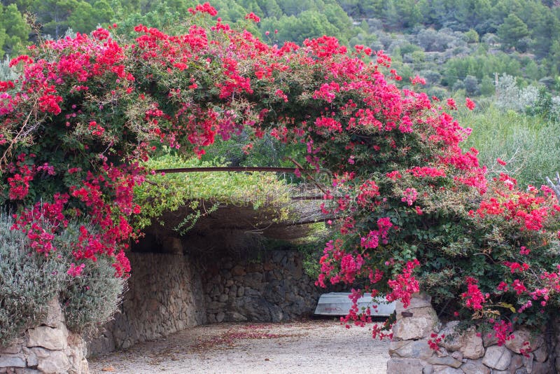 Bågen som dekoreras med den rosa bougainvillean, blommar i Son Serralta de Dalt Estellencs Majorca royaltyfria bilder Bågen som dekoreras med den rosa bougainvillean, blommar i Son Serralta de Dalt Estellencs Majorca royaltyfria bilder