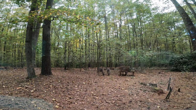 Bébé cerf se nourrissant à l'extérieur de la fenêtre de cabine dans les bois de georgia en automne banque de vidéos