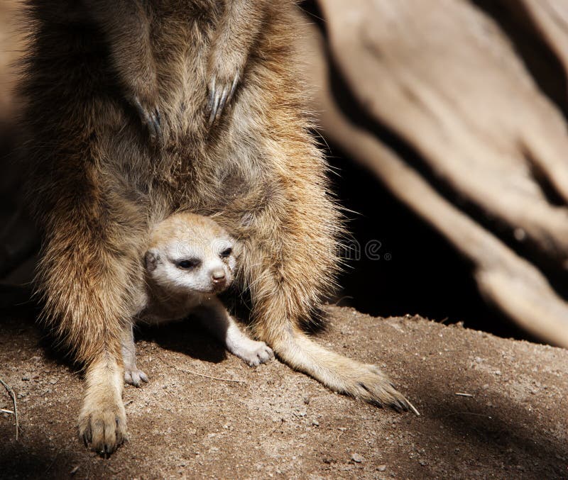 Bébé Meerkat abrité par l'adulte Bébé Meerkat abrité par l'adulte