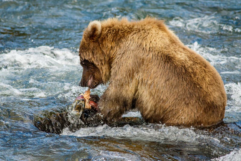 Bébé-ours de Brown en Alaska photos stock Bébé-ours de Brown en Alaska photos stock