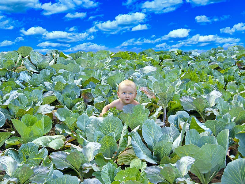 Bébé regardant hors du chou Bébé nouveau-né sur la plantation de chou images stock Bébé regardant hors du chou Bébé nouveau-né sur la plantation de chou images stock