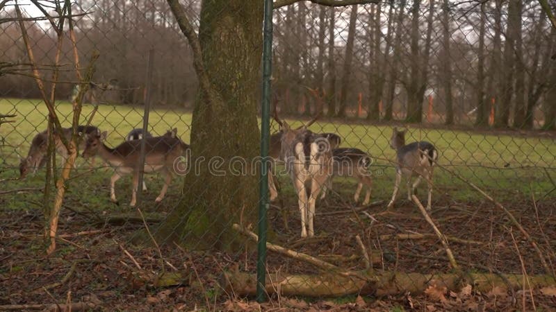 Bécasse de cerf blanc debout dans une forêt. magnifique buse de cerf blanc à dix points en forêt. banque de vidéos