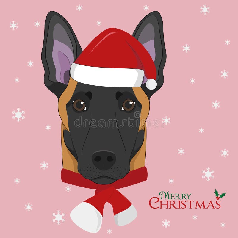 Christmas greeting card. Belgian Sheperd Malinois dog with red Santas hat and a woolen scarf for winter. Christmas greeting card. Belgian Sheperd Malinois dog with red Santas hat and a woolen scarf for winter