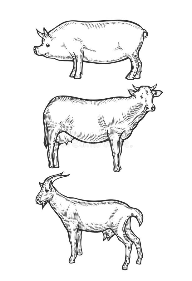 Set of farm animals Hand drawn Pig cow, goat livestock. Sketch in a graphic style. Isolated on white background. Vintage vector engraving illustration for poster, web. Set of farm animals Hand drawn Pig cow, goat livestock. Sketch in a graphic style. Isolated on white background. Vintage vector engraving illustration for poster, web.