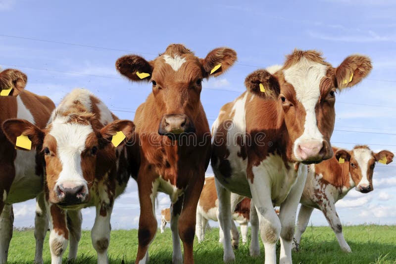 Cattle of young cows on green grassland. Cattle of young cows on green grassland