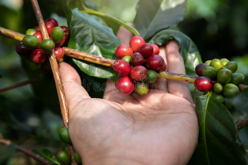 Böna för kaffe för handinnehav mogen, böna för kaffe för arbetarskördArabica från kaffeträd arkivbild Böna för kaffe för handinnehav mogen, böna för kaffe för arbetarskördArabica från kaffeträd arkivbild