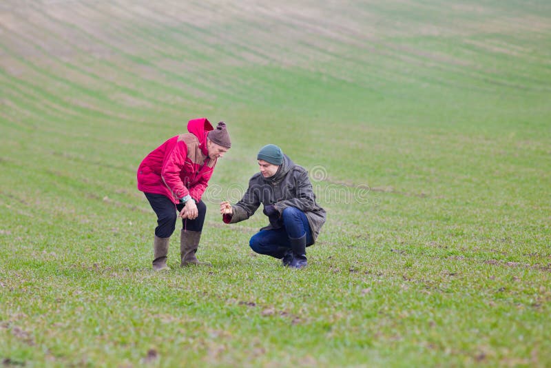 Two farmers monitoring seedlings in the field in winter time. Two farmers monitoring seedlings in the field in winter time