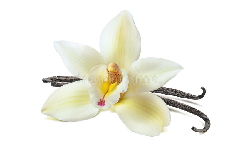Vanilla flower 2 beans isolated on white background as package design element. Vanilla flower 2 beans isolated on white background as package design element