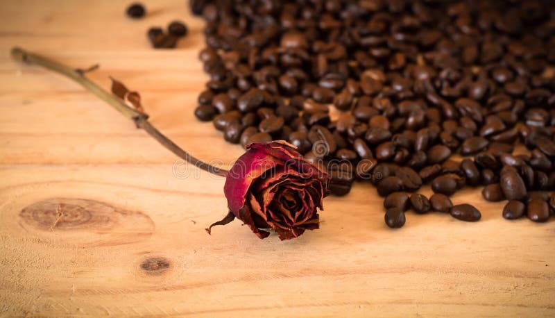bönorna för arabica och för robusta kaffe, selektiv fokus, kopieringsspac royaltyfria foton bönorna för arabica och för robusta kaffe, selektiv fokus, kopieringsspac royaltyfria foton