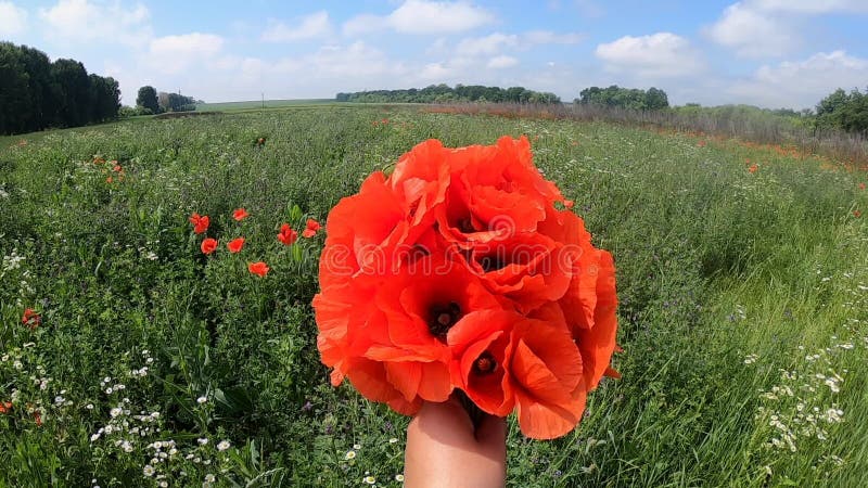 Bördiga röda poppies i handblå himmelvita moln gröna fältträd sommardag stock video
