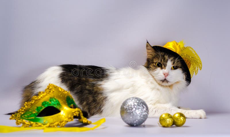 Böse Katze in einem gelben Karnevalshut mit Pailletten und einer Feder n lizenzfreie stockfotos Böse Katze in einem gelben Karnevalshut mit Pailletten und einer Feder n lizenzfreie stockfotos