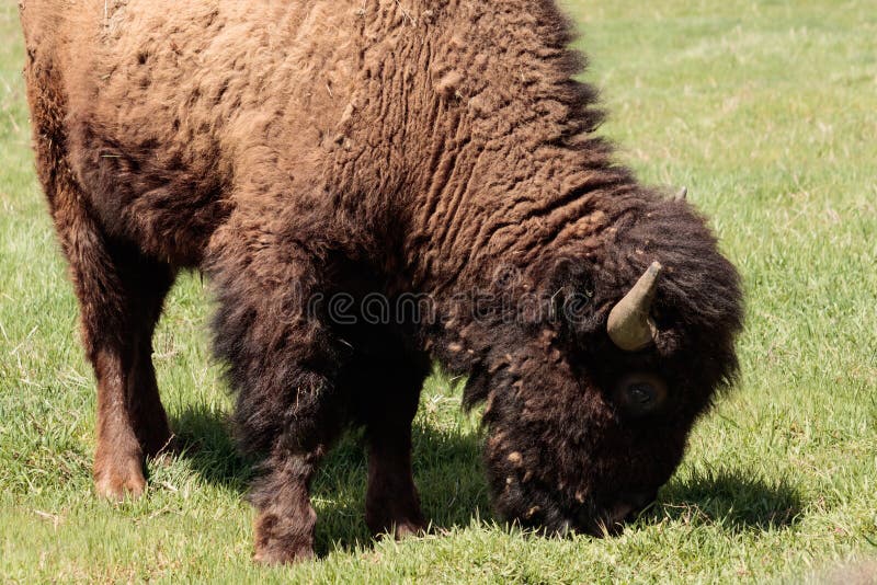 Búfalo americano, bisonte pastando em um campo imagem de stock Búfalo americano, bisonte pastando em um campo imagem de stock