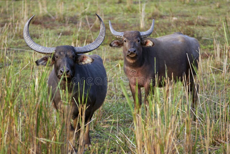 Wild Asiatic Buffalo (male and female) in Kaziranga National Park, India. Wild Asiatic Buffalo (male and female) in Kaziranga National Park, India