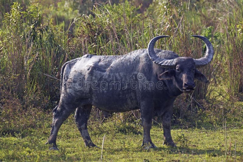 Large male Asiatic Buffalo in Kaziranga National Park, India. Large male Asiatic Buffalo in Kaziranga National Park, India