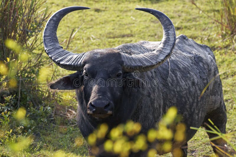 Large male Asiatic Buffalo in Kaziranga National Park, India. Large male Asiatic Buffalo in Kaziranga National Park, India