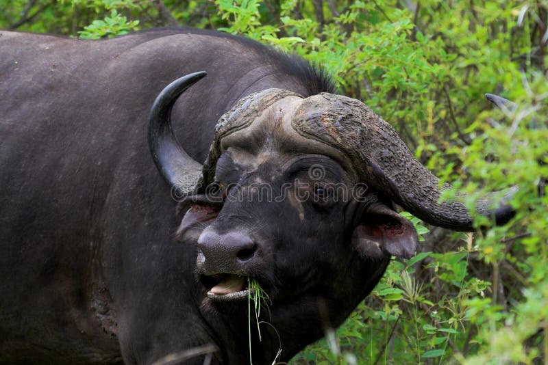 Cape Buffalo feeding. Cape Buffalo feeding