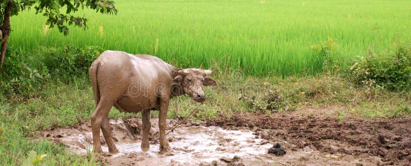 Búfalo de água na lama imagens de stock Búfalo de água na lama imagens de stock