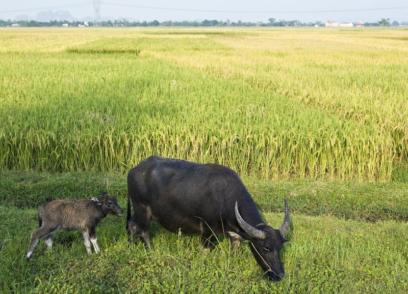 Búfalo e vitela de água no campo do arroz
