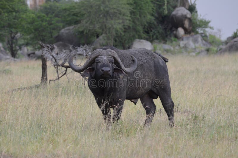 Búfalo grande no parque nacional do serengeti em Tanzânia imagem de stock Búfalo grande no parque nacional do serengeti em Tanzânia imagem de stock
