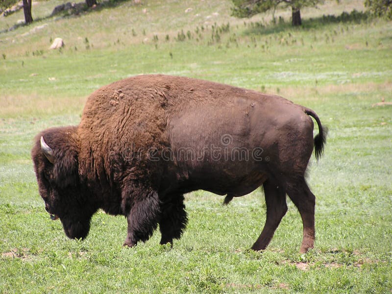 Búfalo o bisonte imágenes de archivo libres de regalías Búfalo o bisonte imágenes de archivo libres de regalías