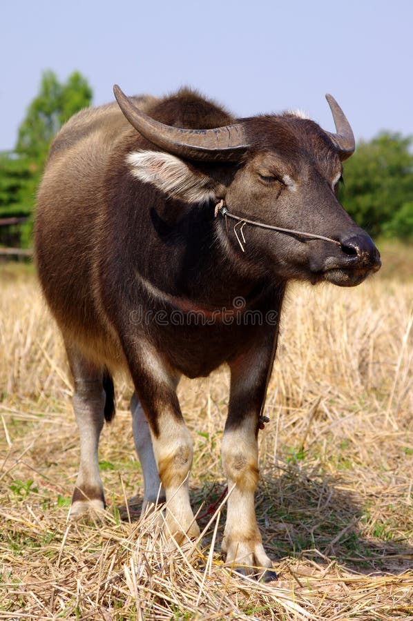 Búfalo tailandês
