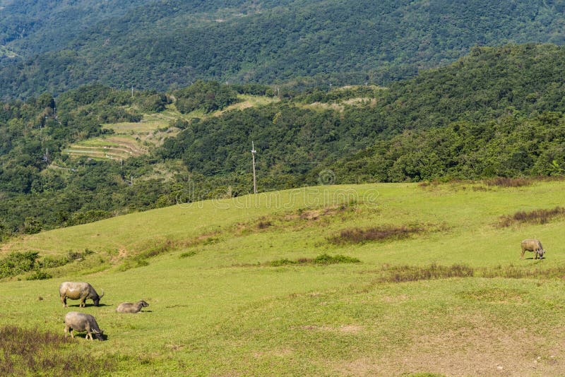 Búfalos de agua salvajes que pastan en el terreno montañoso fotos de archivo libres de regalías Búfalos de agua salvajes que pastan en el terreno montañoso fotos de archivo libres de regalías