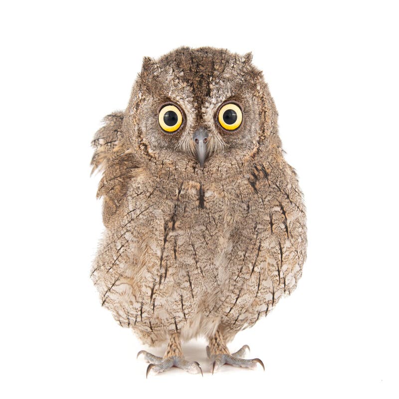 Búhos - búho de scops europeo, scops del Otus, aislados en el fondo blanco fotos de archivo libres de regalías Búhos - búho de scops europeo, scops del Otus, aislados en el fondo blanco fotos de archivo libres de regalías