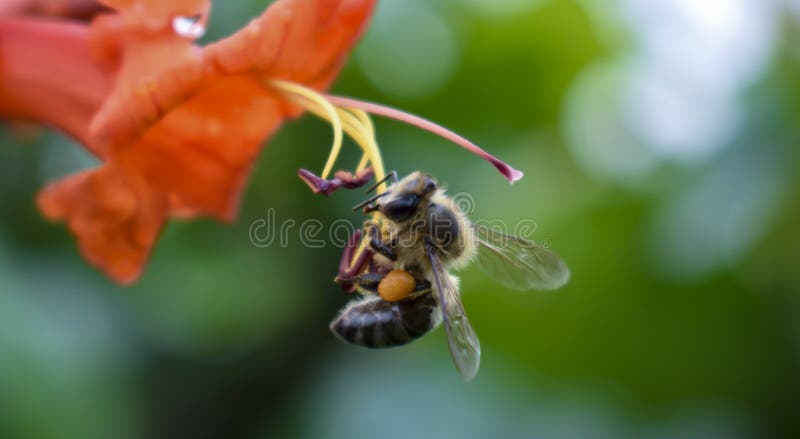 Búsqueda de abejas para néctar fotografía de archivo Búsqueda de abejas para néctar fotografía de archivo