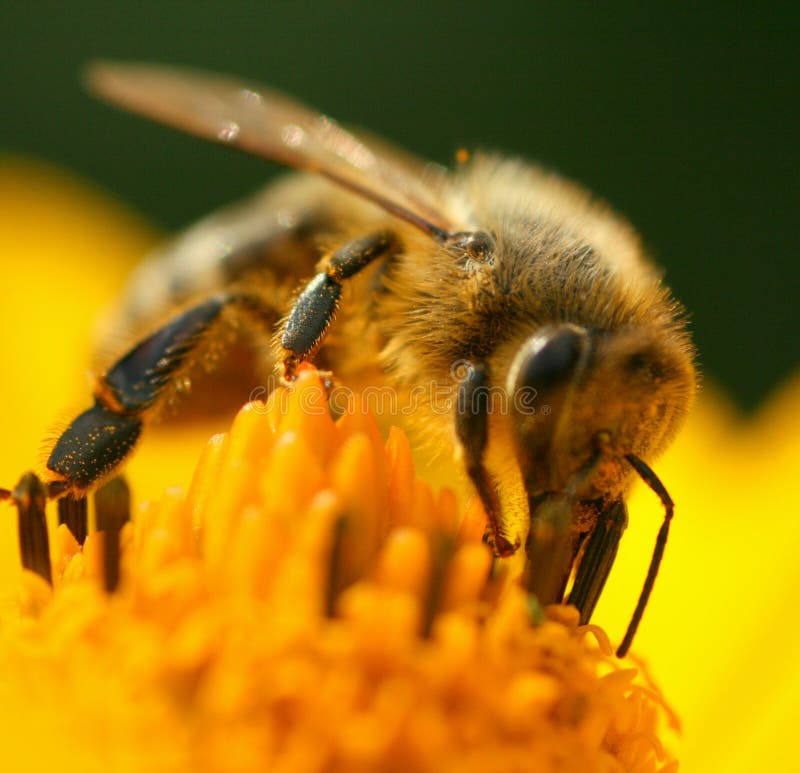 A bee landing on a yellow planet. A bee landing on a yellow planet