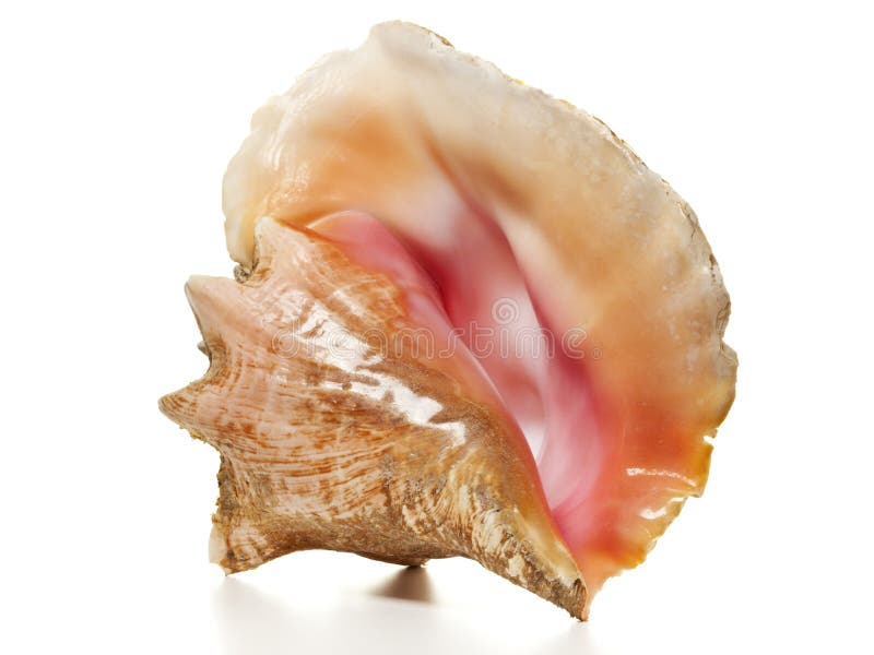 Búzio da rainha - caracol de mar do Strombus fotografia de stock Búzio da rainha - caracol de mar do Strombus fotografia de stock