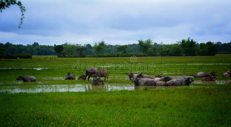 Büffel auf Reis fild lizenzfreie stockfotografie Büffel auf Reis fild lizenzfreie stockfotografie