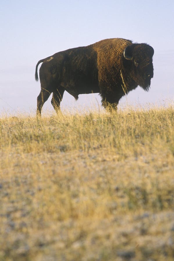 Büffel, der auf Strecke, nationales Schutzgebiet Niobrara, Ne weiden lässt