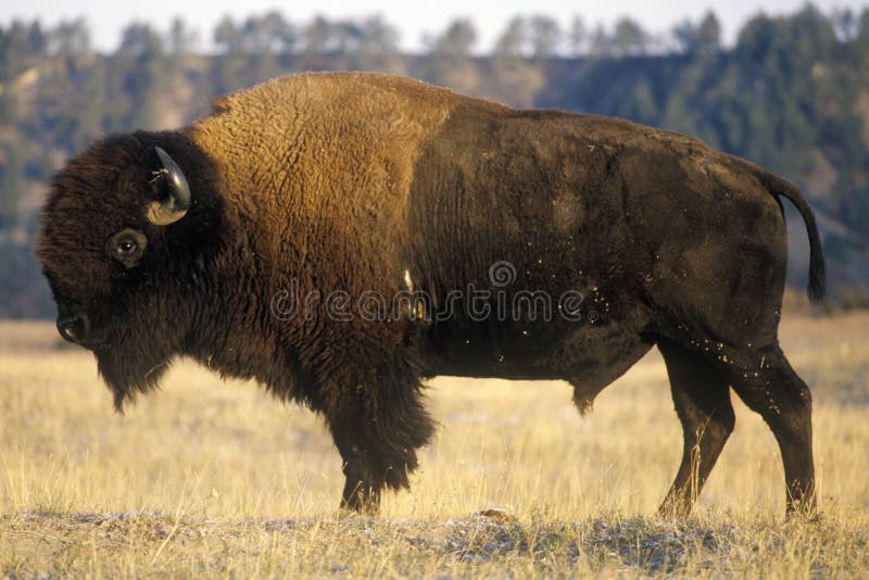 Büffel, der auf Strecke, nationales Schutzgebiet Niobrara, Ne weiden lässt