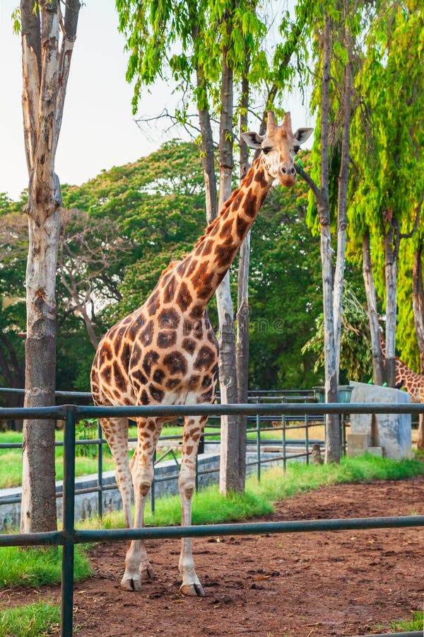 Büffel im Mysore-Zoo lizenzfreie stockfotos Büffel im Mysore-Zoo lizenzfreie stockfotos