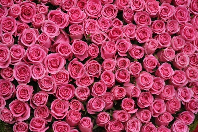 Bündel der rosafarbenen Rosen lizenzfreies stockfoto