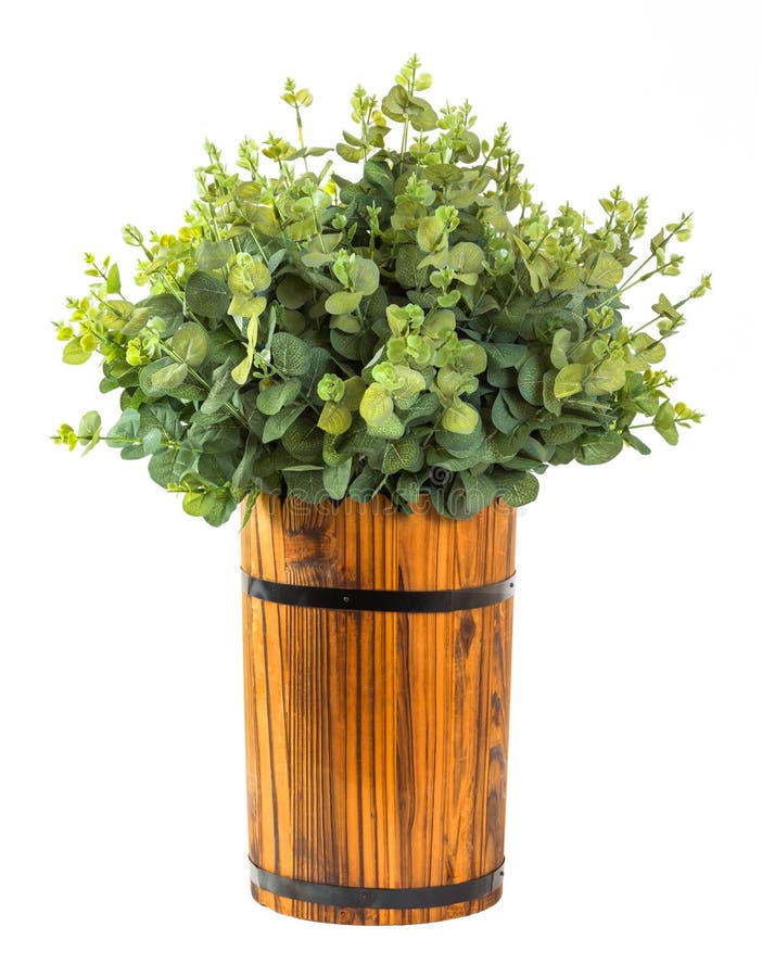 Bündel des Eukalyptusblattes stockbild Bündel des Eukalyptusblattes stockbild