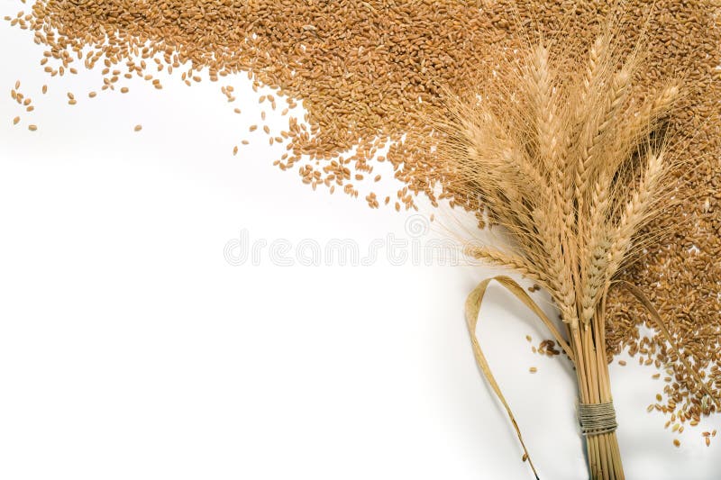 Bundle of Wheatand weat grains isolated on white. Bundle of Wheatand weat grains isolated on white