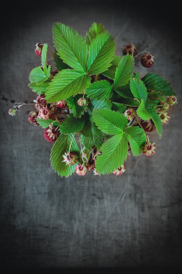 Bündel Erdbeeren stockbilder Bündel Erdbeeren stockbilder