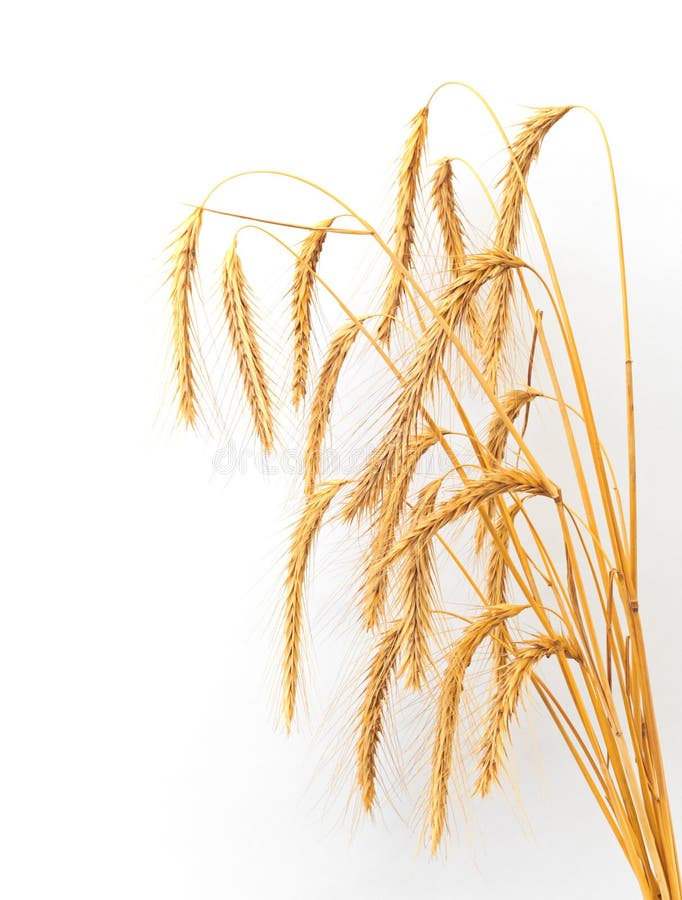 Bundle of Wheat isolated on white background. Bundle of Wheat isolated on white background