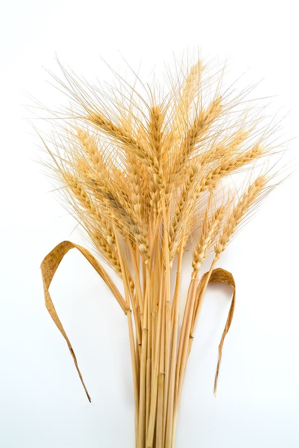 Bundle of Wheat isolated on white. Bundle of Wheat isolated on white