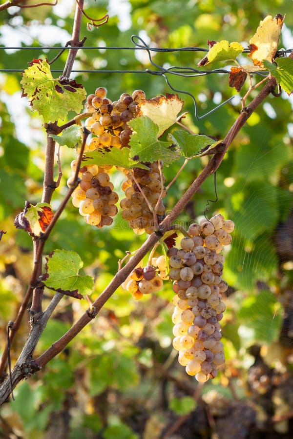 Bündel weiße Trauben mit Herbstfarben lizenzfreie stockfotografie Bündel weiße Trauben mit Herbstfarben lizenzfreie stockfotografie